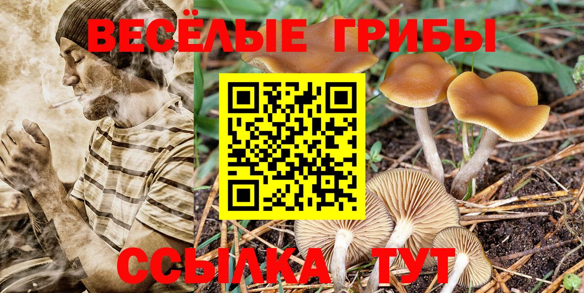 Псилоцибиновые грибы Cubensis  Вход с VPN  Новоалександровск 
